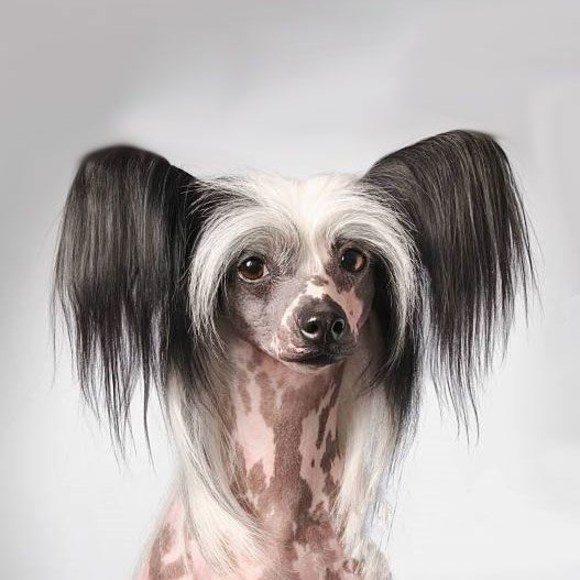 Meet your Posher, Francine - Picture 1 of 1